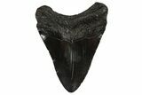 Fossil Megalodon Tooth - South Carolina #295891-1